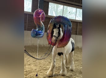Tinker, Wallach, 8 Jahre, 130 cm, Schecke