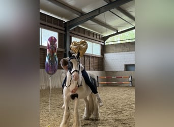 Tinker, Wallach, 8 Jahre, 130 cm, Schecke