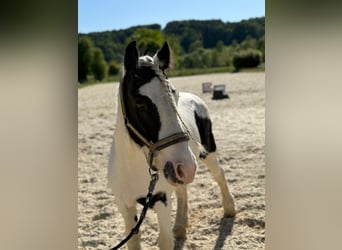 Tinker, Wallach, 8 Jahre, 130 cm, Schecke