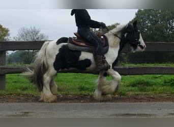 Tinker, Wallach, 8 Jahre, 132 cm, Schecke