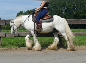 Tinker, Wallach, 8 Jahre, 133 cm, Schimmel