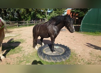 Tinker Mix, Wallach, 8 Jahre, 135 cm, Rappe