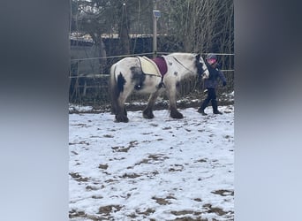 Tinker, Wallach, 8 Jahre, 135 cm, Schecke