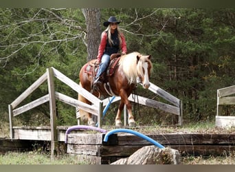 Tinker Mix, Wallach, 8 Jahre, 137 cm, Rotfuchs
