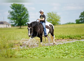 Tinker Mix, Wallach, 8 Jahre, 137 cm, Schecke