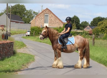 Tinker, Wallach, 8 Jahre, 138 cm, Roan-Red
