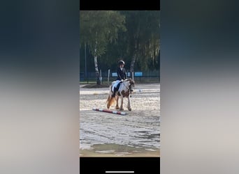 Tinker, Wallach, 8 Jahre, 138 cm, Schecke