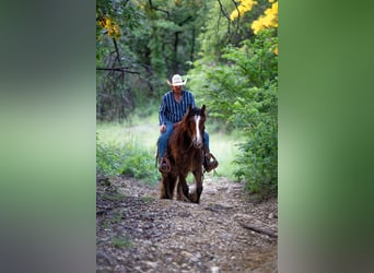 Tinker, Wallach, 8 Jahre, 142 cm, Rotbrauner