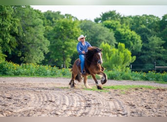 Tinker, Wallach, 8 Jahre, 142 cm, Rotbrauner
