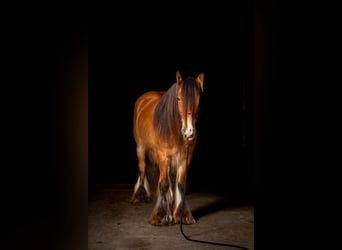 Tinker, Wallach, 8 Jahre, 142 cm, Rotbrauner