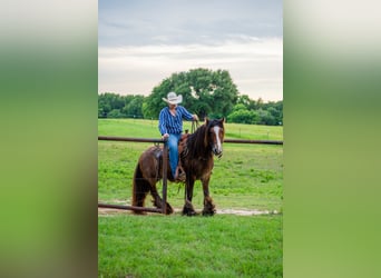 Tinker, Wallach, 8 Jahre, 142 cm, Rotbrauner