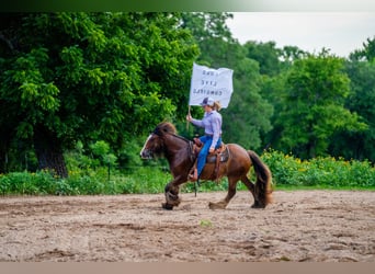 Tinker, Wallach, 8 Jahre, 142 cm, Rotbrauner