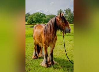 Tinker, Wallach, 8 Jahre, 142 cm, Rotbrauner
