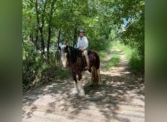 Tinker, Wallach, 8 Jahre, 142 cm, Tobiano-alle-Farben