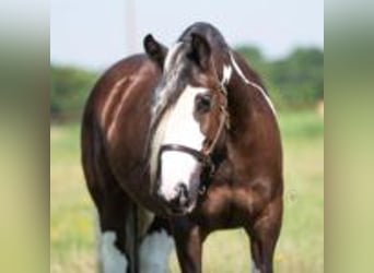 Tinker, Wallach, 8 Jahre, 142 cm, Tobiano-alle-Farben