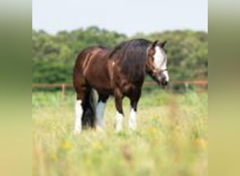 Tinker, Wallach, 8 Jahre, 142 cm, Tobiano-alle-Farben