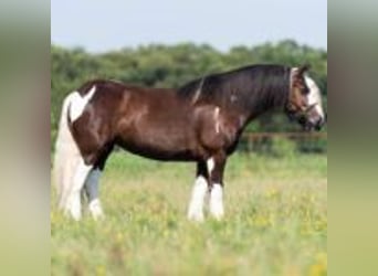 Tinker, Wallach, 8 Jahre, 142 cm, Tobiano-alle-Farben