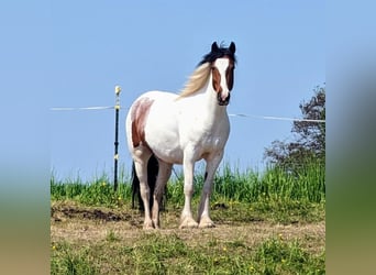 Tinker Mix, Wallach, 8 Jahre, 143 cm, Schecke