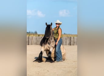 Tinker, Wallach, 8 Jahre, 145 cm, Buckskin