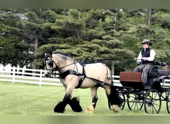 Tinker, Wallach, 8 Jahre, 145 cm, Buckskin