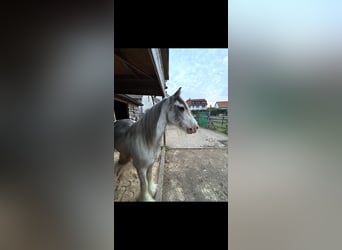 Tinker, Wallach, 8 Jahre, 145 cm, Roan-Blue