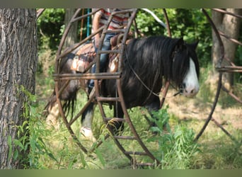 Tinker, Wallach, 8 Jahre, 147 cm, Rappe