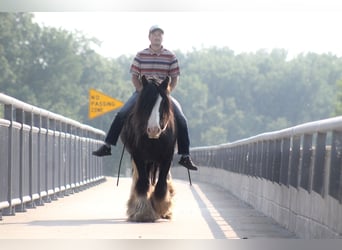 Tinker, Wallach, 8 Jahre, 147 cm, Rappe