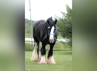 Tinker, Wallach, 8 Jahre, 147 cm, Rappe