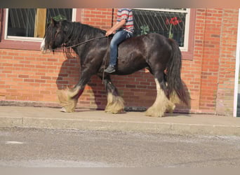 Tinker, Wallach, 8 Jahre, 147 cm, Rappe