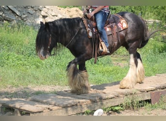 Tinker, Wallach, 8 Jahre, 147 cm, Rappe