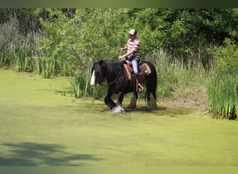 Tinker, Wallach, 8 Jahre, 147 cm, Rappe