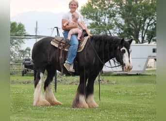 Tinker, Wallach, 8 Jahre, 147 cm, Rappe