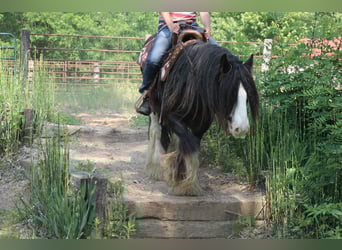 Tinker, Wallach, 8 Jahre, 147 cm, Rappe
