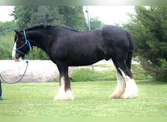 Tinker, Wallach, 8 Jahre, 147 cm, Rappe