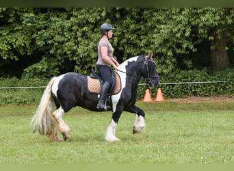 Tinker, Wallach, 8 Jahre, 147 cm, Schecke