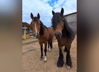 Tinker, Wallach, 8 Jahre, 148 cm