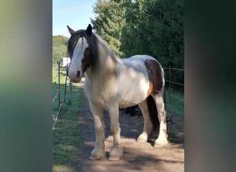 Tinker, Wallach, 8 Jahre, 148 cm, Schecke