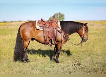 Tinker Mix, Wallach, 8 Jahre, 150 cm, Rotbrauner