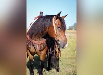 Tinker Mix, Wallach, 8 Jahre, 150 cm, Rotbrauner
