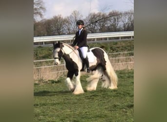 Tinker, Wallach, 8 Jahre, 150 cm, Schecke