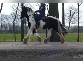 Tinker, Wallach, 8 Jahre, 151 cm, Schecke