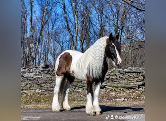Tinker, Wallach, 8 Jahre, 152 cm, Tobiano-alle-Farben