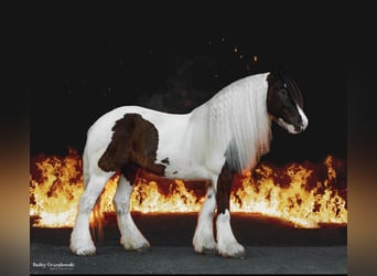 Tinker, Wallach, 8 Jahre, 152 cm, Tobiano-alle-Farben