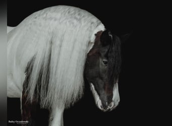 Tinker, Wallach, 8 Jahre, 152 cm, Tobiano-alle-Farben