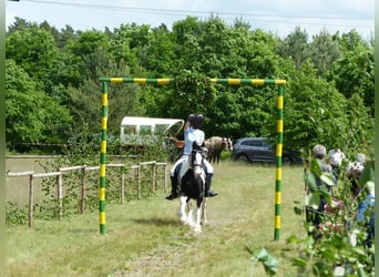 Tinker, Wallach, 8 Jahre, 153 cm, Schecke