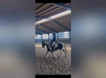 Tinker, Wallach, 8 Jahre, 153 cm, Schecke