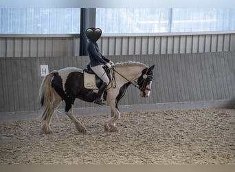 Tinker, Wallach, 8 Jahre, 153 cm, Schecke