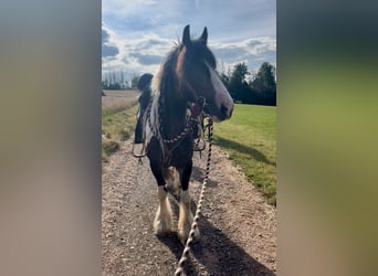 Tinker, Wallach, 8 Jahre, 155 cm, Tobiano-alle-Farben