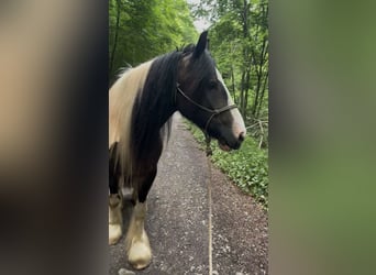 Tinker, Wallach, 8 Jahre, 155 cm, Tobiano-alle-Farben