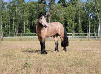 Tinker Mix, Wallach, 8 Jahre, 156 cm, Buckskin